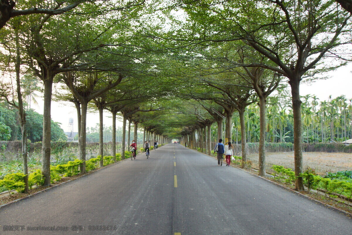 绿色隧道 树 行道树 马路 道路 绿色通道 柏油路 小叶榄仁 自然风景 自然景观