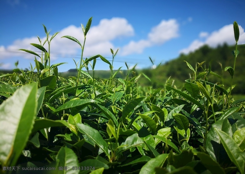 茶叶摄影 茶叶 茶山 茶树 蓝天 茶 翠芽 绿茶 绿色植物 自然景观 自然风景