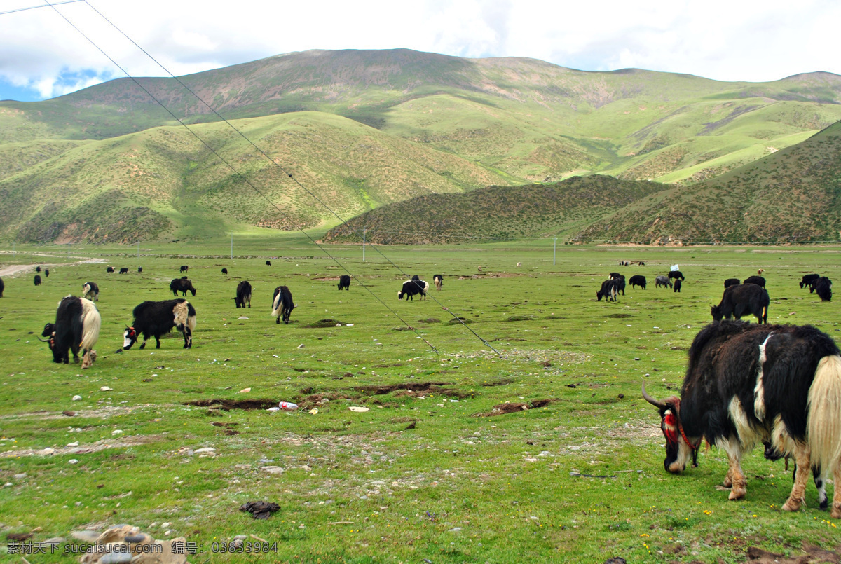 西藏 西藏牛羊 米拉山 西藏山路 西藏山峦 西藏田园 西藏蓝天 西藏夏天 西藏光影 西藏高清图片 旅游摄影 国内旅游 高原 西藏风景 蓝天 白云 绿草地 生物世界 家禽家畜 白色