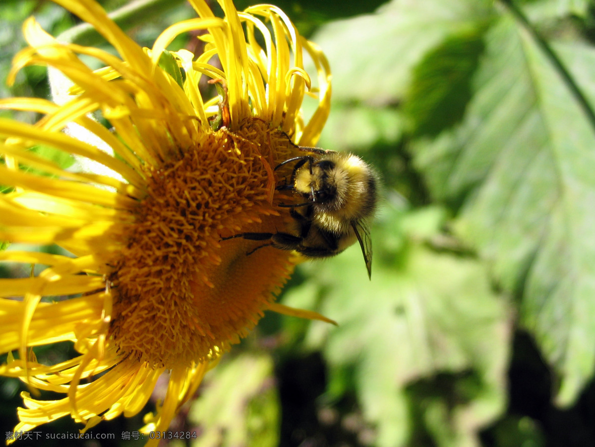采 蜜 小 蜜蜂 昆虫 绿植 生物世界 太阳花 向日葵 小蜜蜂 植物 采蜜的小蜜蜂 采蜜 昆虫虫子