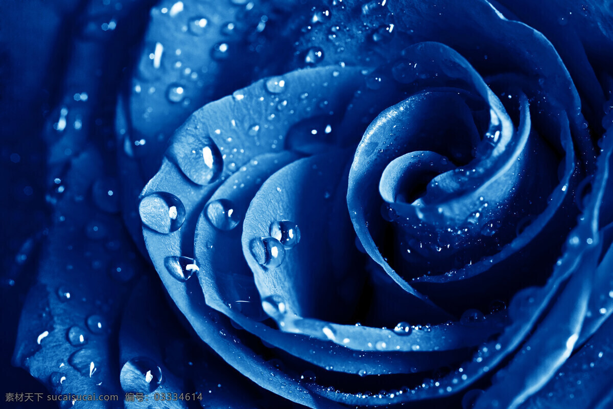 蓝 玫瑰 上 水珠 花 花朵 一朵花 蓝玫瑰 蓝色 新鲜 露珠 特写 高清图片 花草树木 生物世界