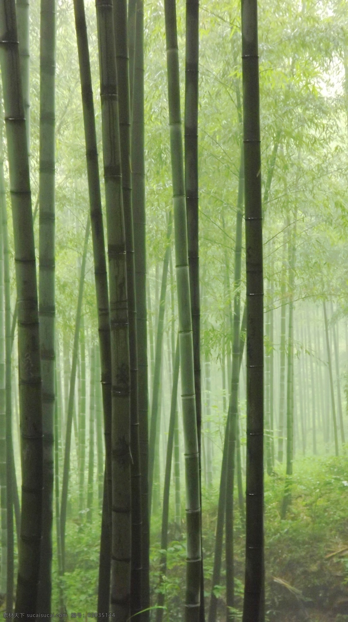 安吉 竹海 非 高清 安吉竹海 竹林 绿色 风景 旅游 树木树叶 生物世界