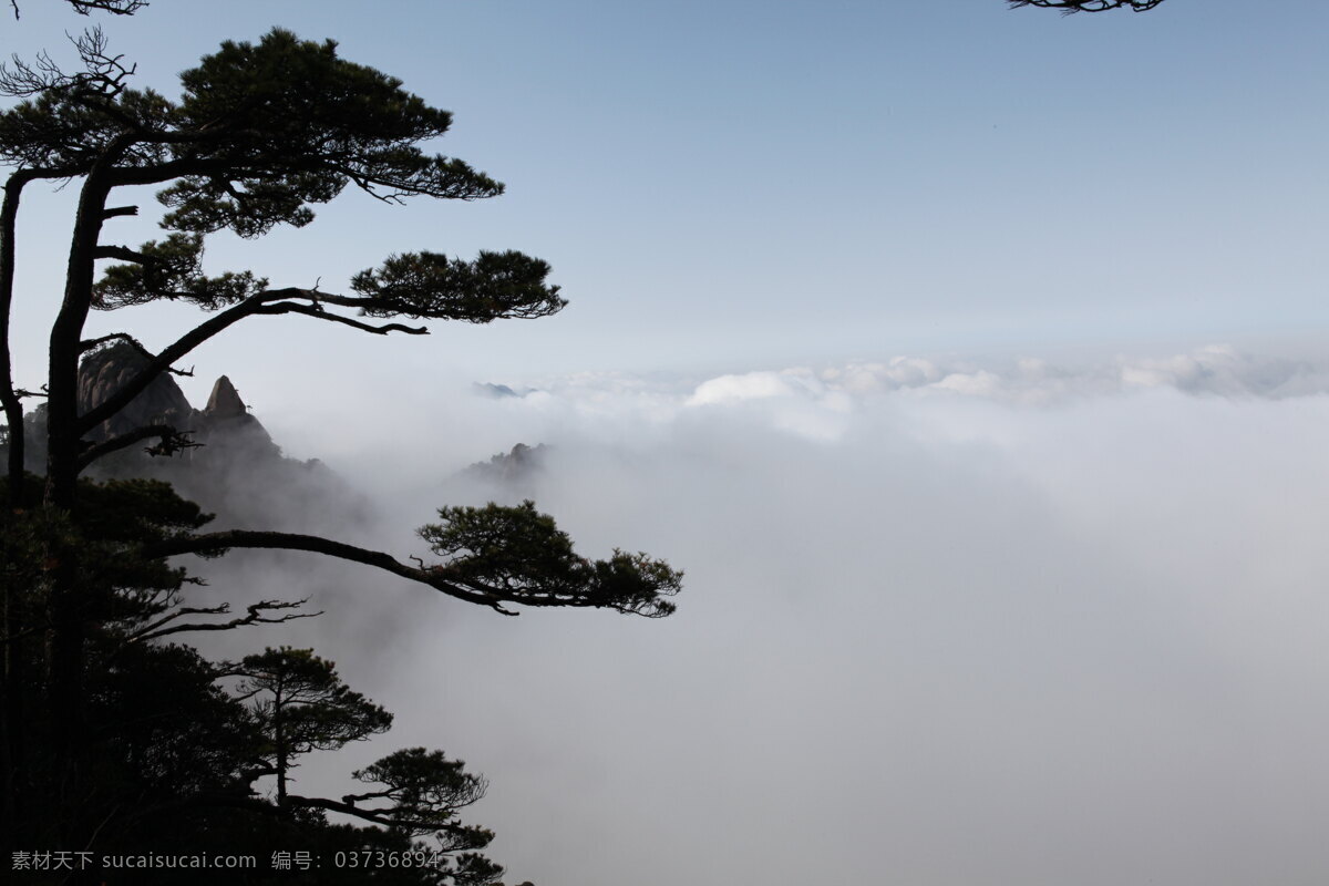 雾松 云雾 悬崖松 三清山 景点 人文景观 旅游摄影