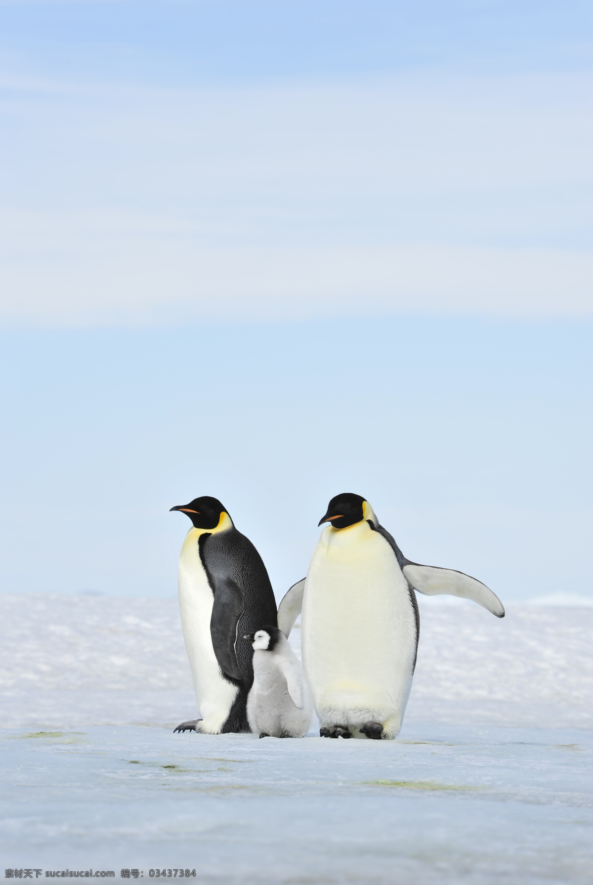 可爱 企鹅 摄影图片 可爱的 南极 冰山 生物世界 海洋生物