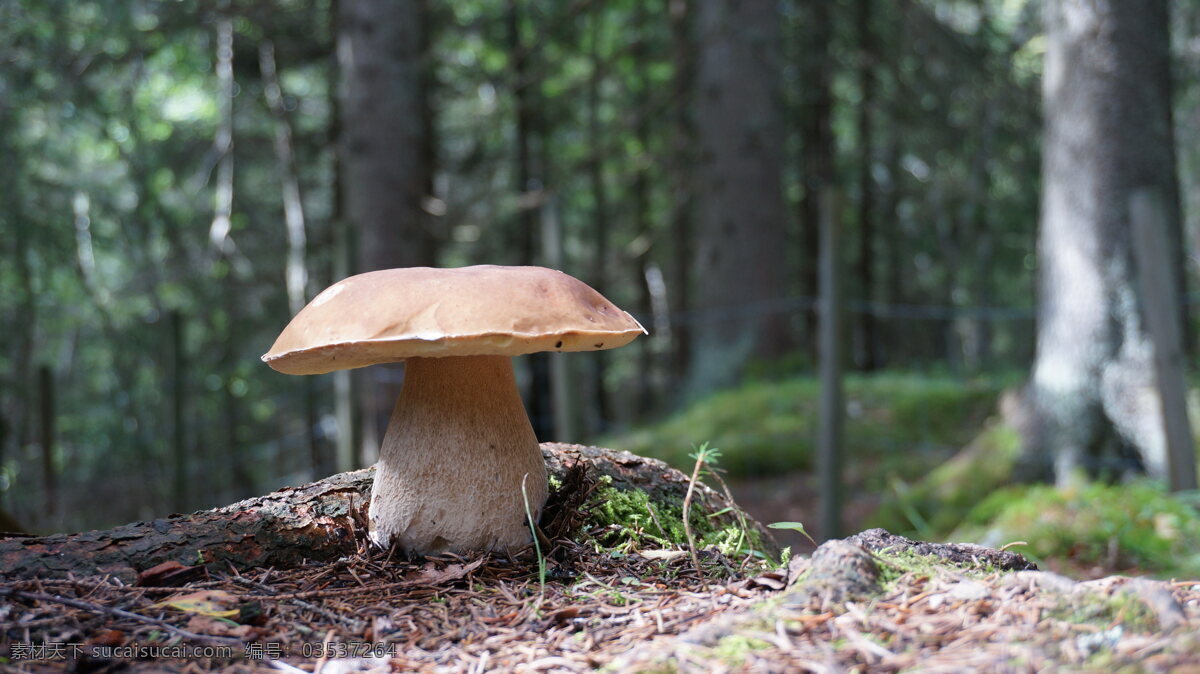 牛肝菌 蘑菇 野蘑菇 香菇 野生 野生蘑菇 真菌 菌类 菌种 大蘑菇 树林 树木 野味 食材 生物世界 其他生物