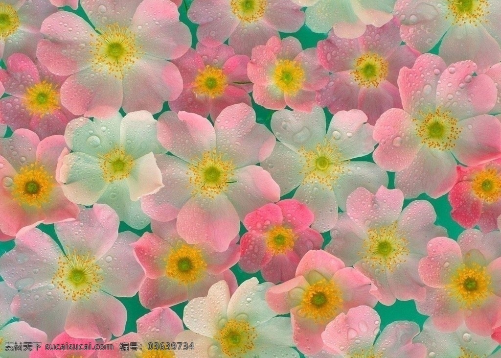 梦幻花瓣 靓花 水晶花 晶莹剔透的花 粉色花 花海 花草 生物世界