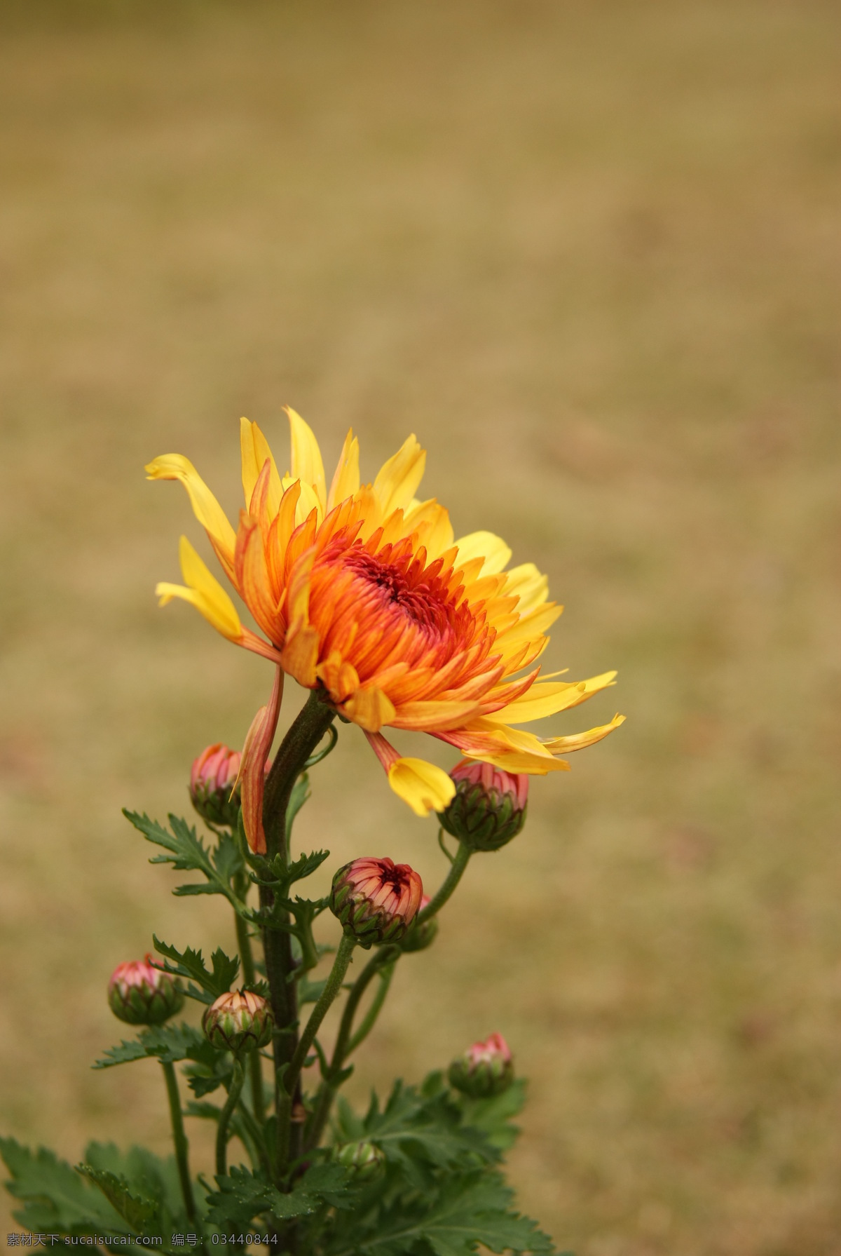 花卉 花朵 黄色花 黄色菊花 植物 观赏花 景观花 花瓣 花花世界 生物世界 花草