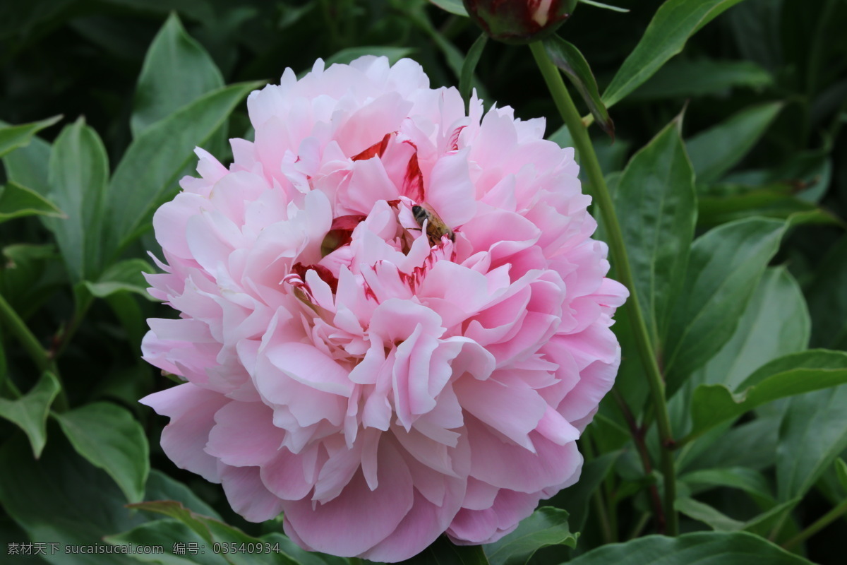 芍药花 芍药 草本植物 观赏花卉 将离 离草 花卉 花儿 花骨朵 花草 植物 园林绿化 绿化景观 花朵 花蕊 芍药牡丹 生物世界