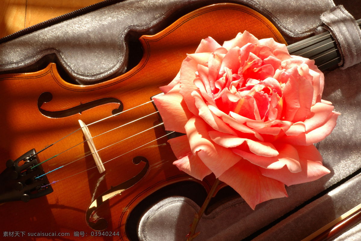 小提琴 红玫瑰 乐器 玫瑰花 文化艺术 舞蹈音乐 木质小提琴 红木小提琴 psd源文件