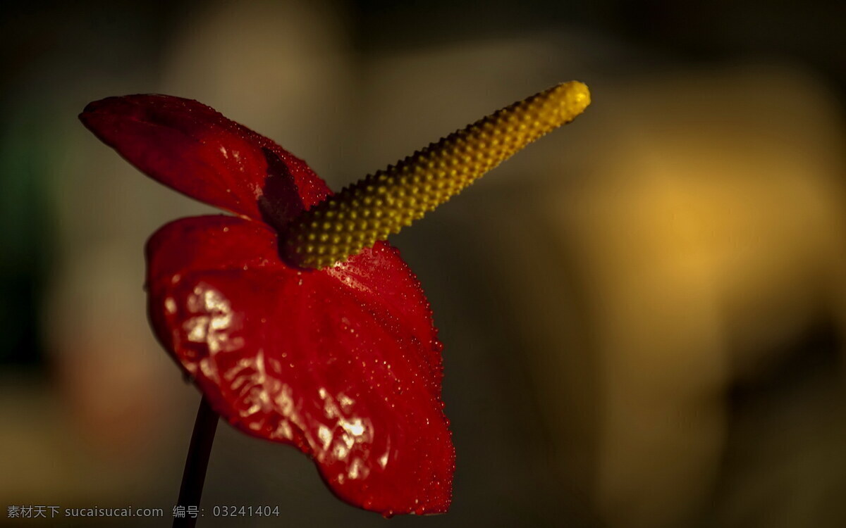 鲜艳 红掌 花 高清 花卉 花草 植物 红色 鲜花