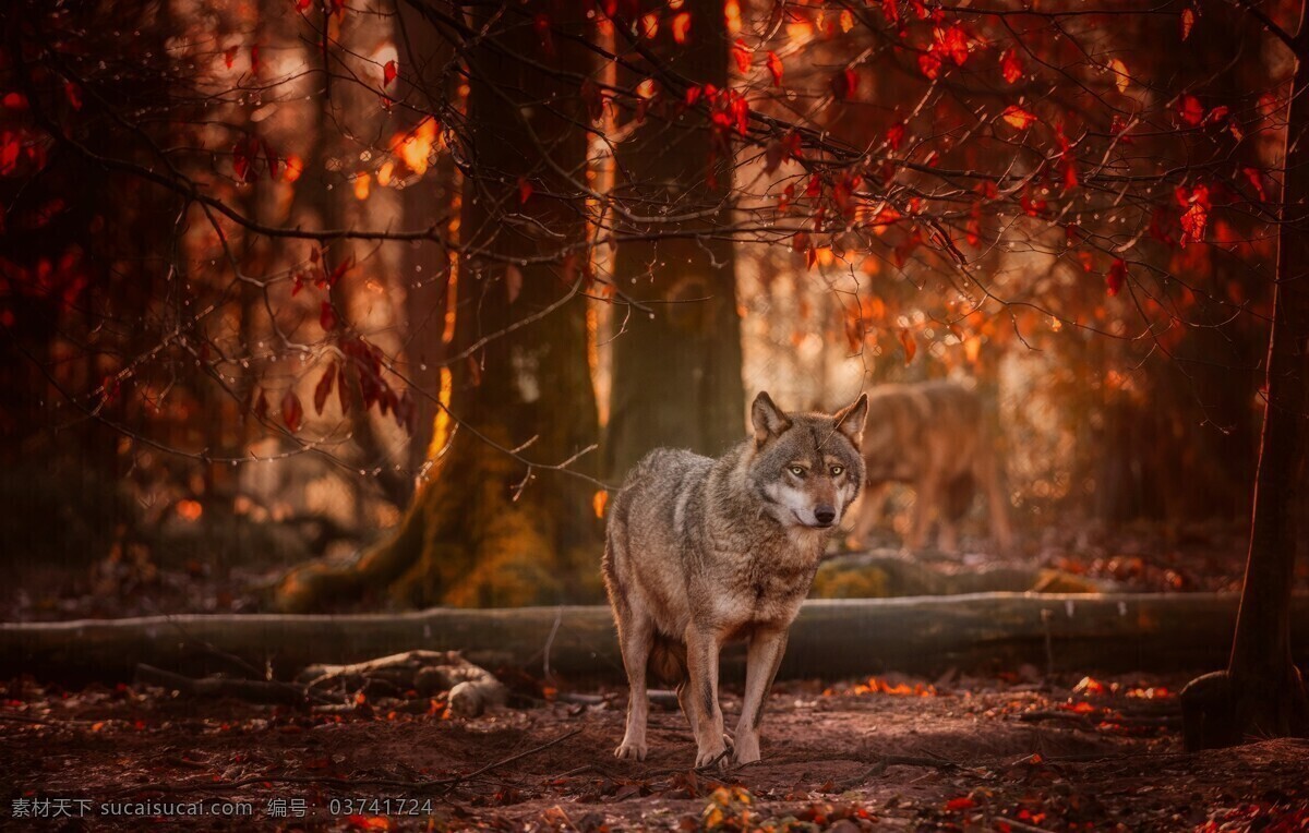 森林 夕阳 狼 野生动物 背景 保护动物 保护森林 梦幻 爱护环境 广告背景