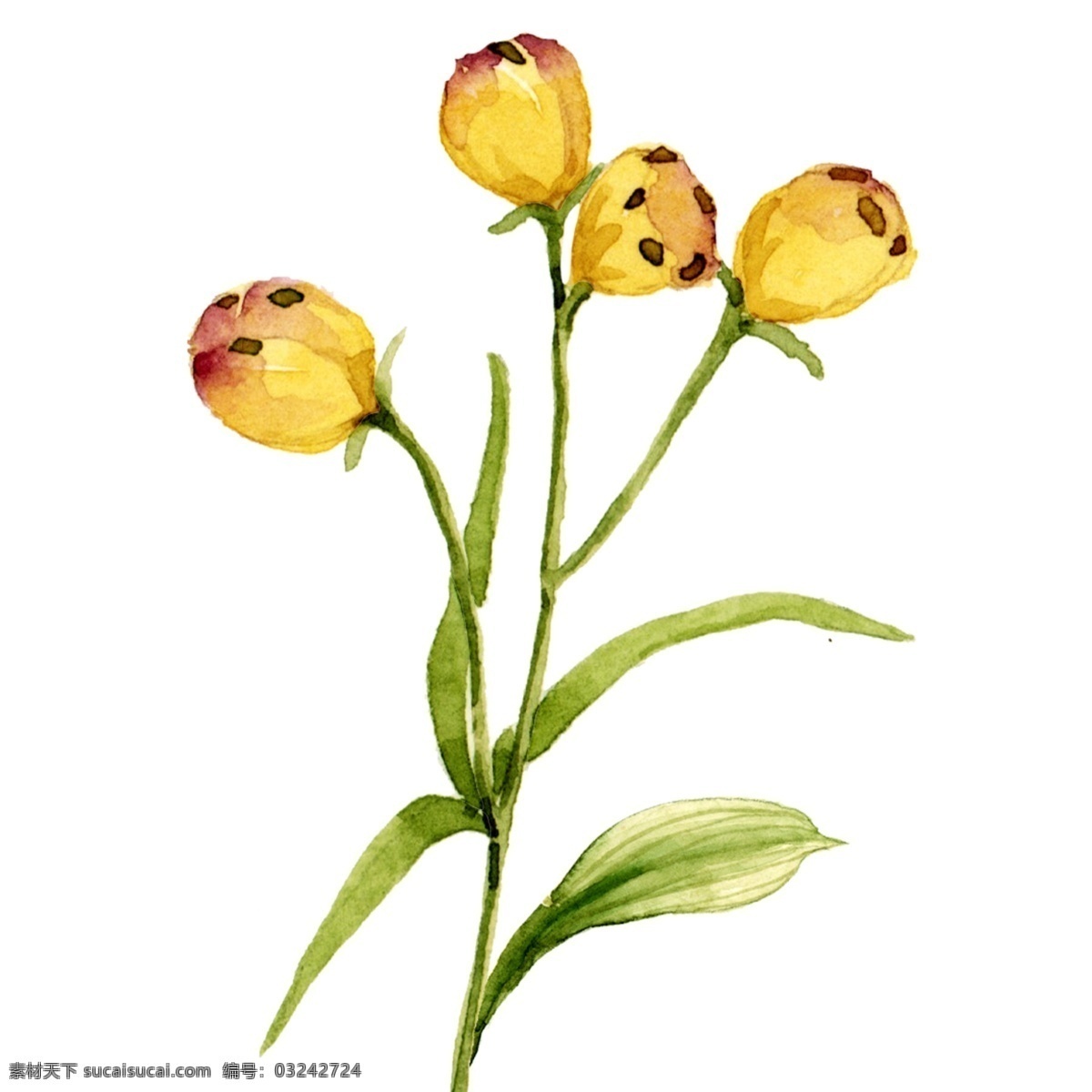 小 清新 水彩 植物 黄色 花苞 花卉 元素 水彩花 植物元素 小清新植物 黄色花苞 绿色植物 叶子