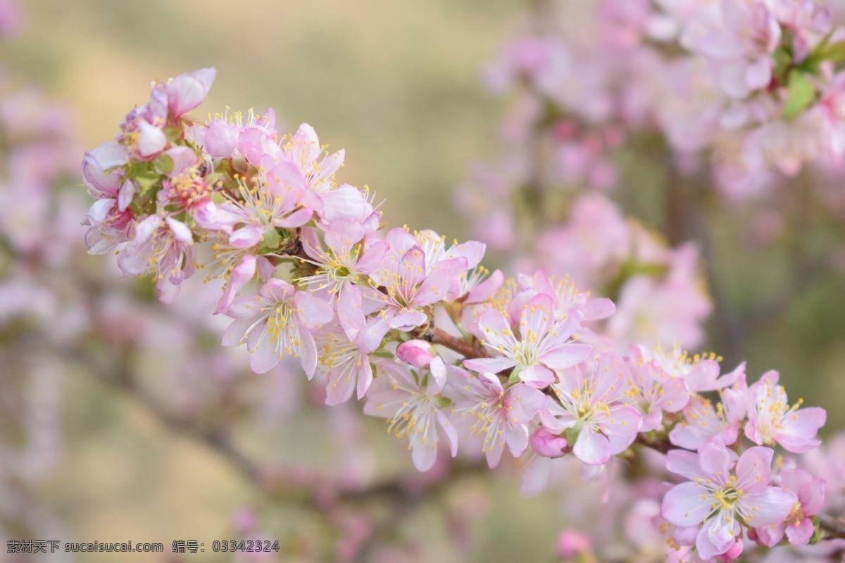 樱花特写 樱花 粉色 对角线构图 公园 花朵 粉色的花 微距 生物世界 花草