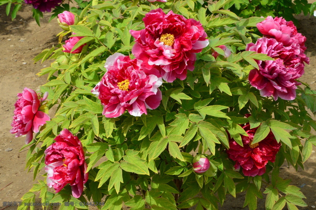 牡丹花 牡丹 观赏花卉 鼠姑 木芍药 百雨金 洛阳花 花朵 花瓣 花蕊 花卉 花儿 花草 植物 园林绿化 绿化景观 芍药牡丹 生物世界