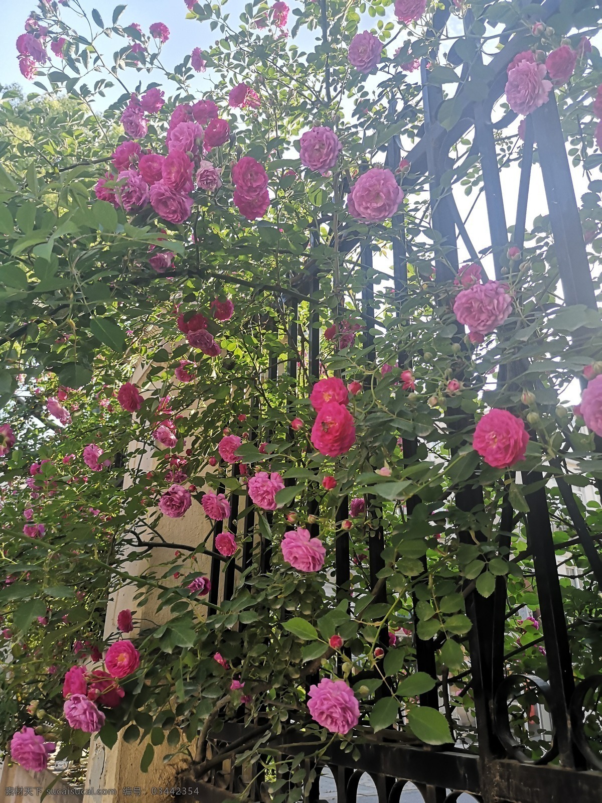 蔷薇花 粉色 盛开 花墙 庭院 花卉 生物世界 花草