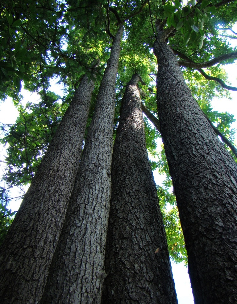 参天大树 参天 大树 森林 高耸入云 松树 树叶 树杆 自然风景 自然景观