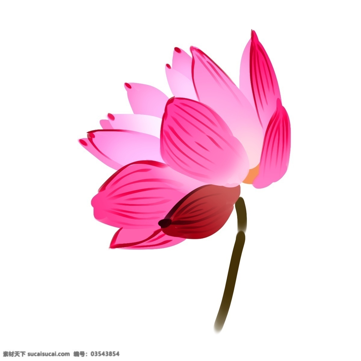 卡通 粉色 荷花 插画 粉色的荷花 花朵 一枝荷花 花枝 植物 漂亮的荷花 春天 春天荷花 卡通荷花插画