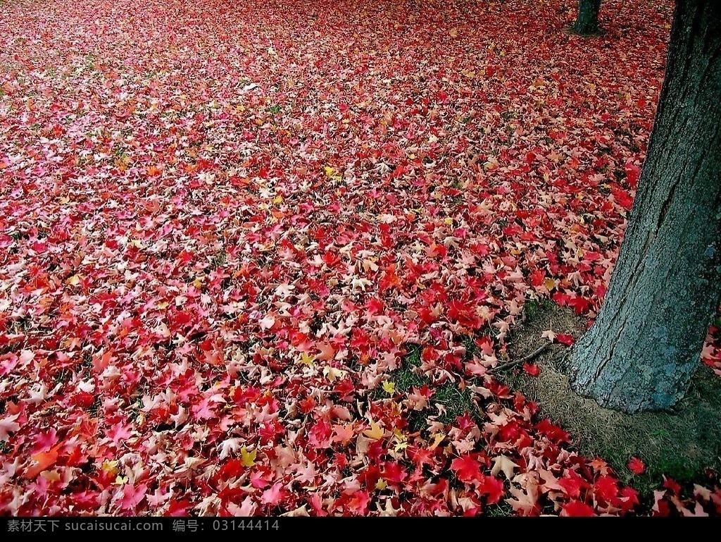红叶 秋季 遍地落叶 草地 自然景观 自然风景 摄影图库