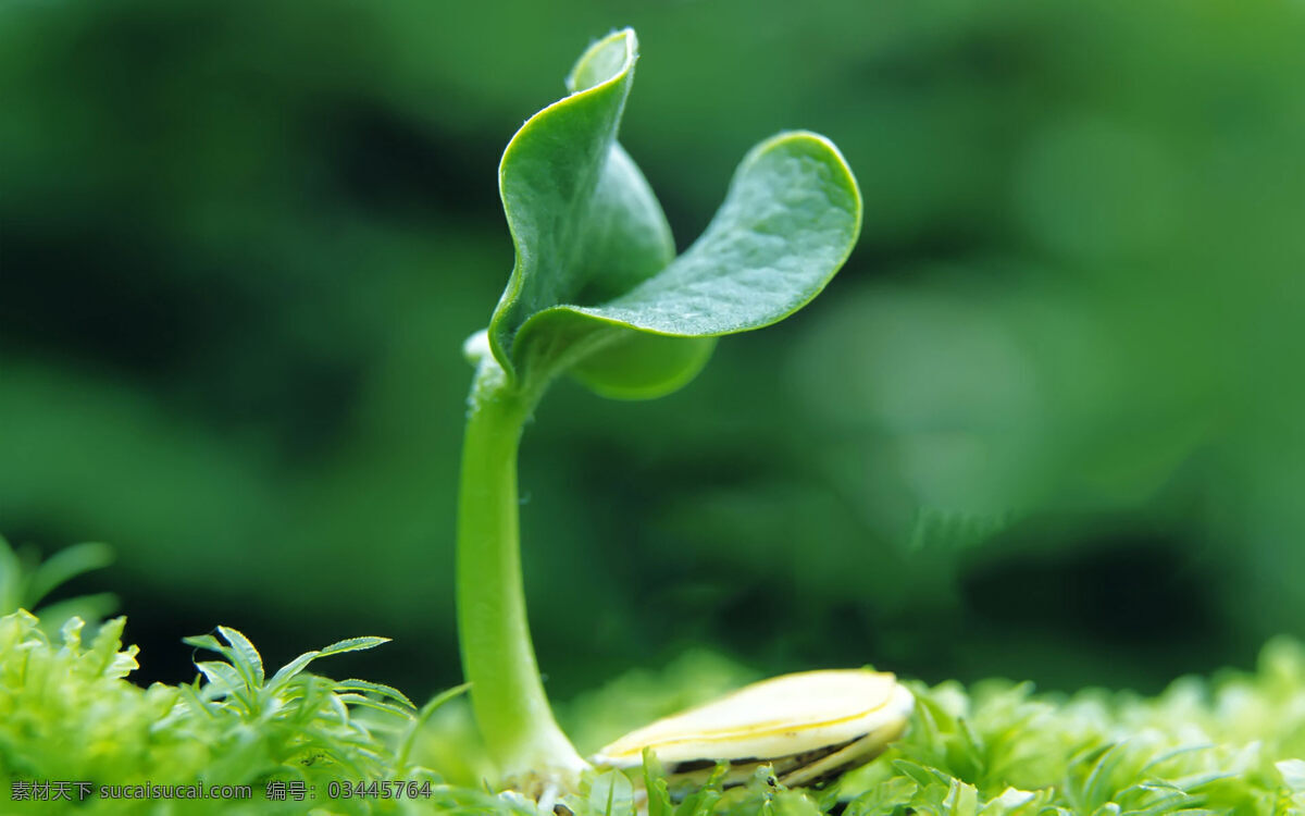 绿色嫩芽 清新的嫩芽 种子发芽 幼小的嫩芽 绿草 绿色植物 高清壁纸 电脑桌面 幻灯图片 生物世界 花草