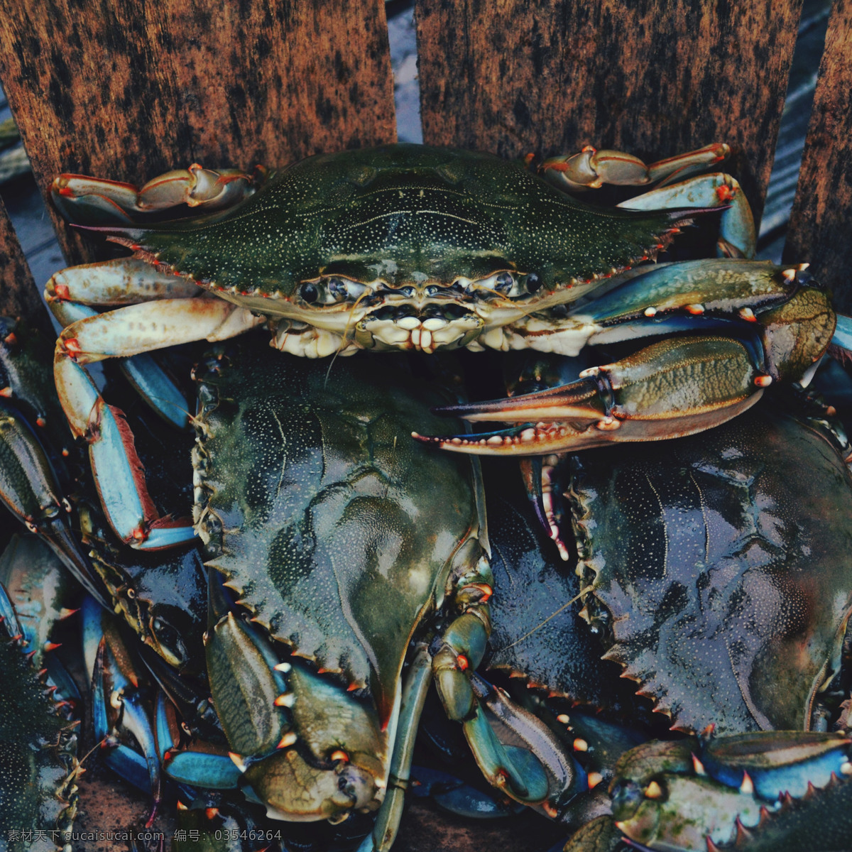 螃蟹 海鲜 虾 龙虾 虾仁 大闸蟹 油炸 生蚝 扇贝 海参 鲍鱼 章鱼 美食 餐饮 海鲜大杂烩 寿司 饮食 食物 美味 烤鱼 鱼 鱼肉 烧烤 鲤鱼 海鱼 皮皮虾 鱼片 背景 美食背景 餐饮背景 餐饮文化 艺术