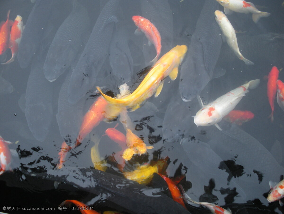 锦鲤 动物 动物园 公园 鲤鱼 生物世界 水池 锦鲤鱼群 鱼群 鱼类 水生 大鱼