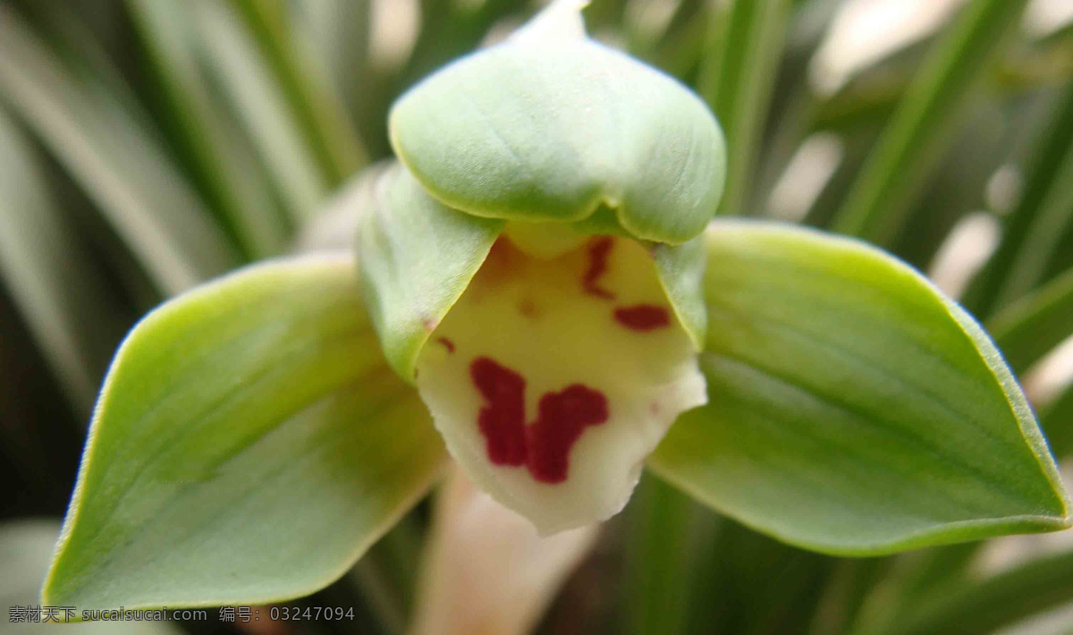 微 距 兰花 高清摄影 花 花瓣 花朵 花儿 花卉 摄影图片 植物 自然 兰 生物世界