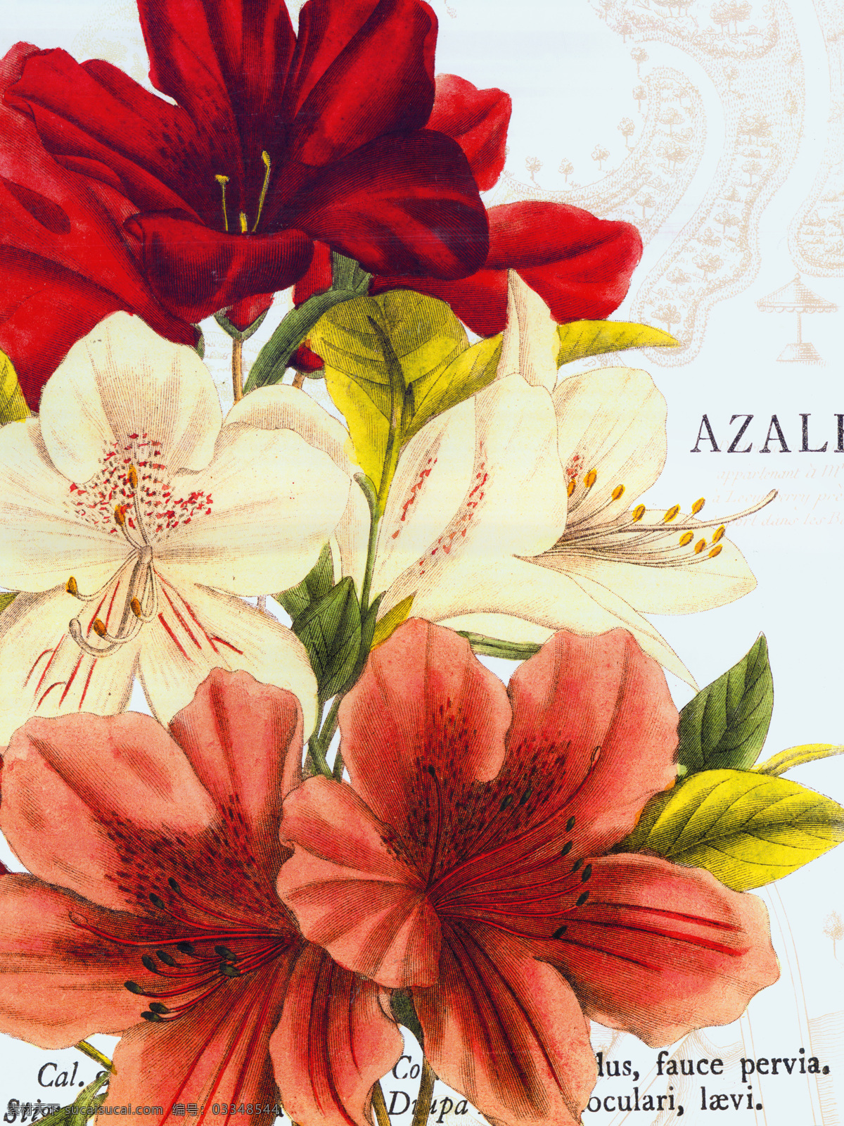 鲜花 油画 装饰画 花瓶 花卉 百合花 绘画艺术 油画艺术 无框画 书画文字 其他艺术 文化艺术 白色