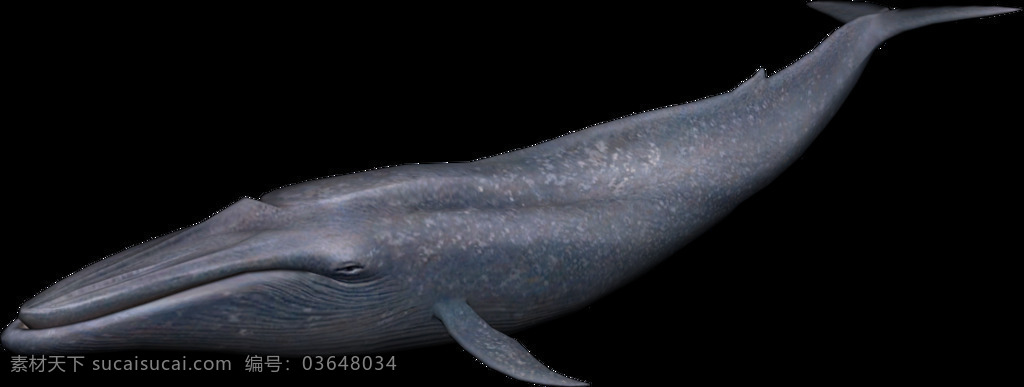 灰 蓝色 大 鲸鱼 免 抠 透明 漂亮 灰蓝色鲸鱼 鲸图片 鲸鱼广告图片 鲸鱼设计元素