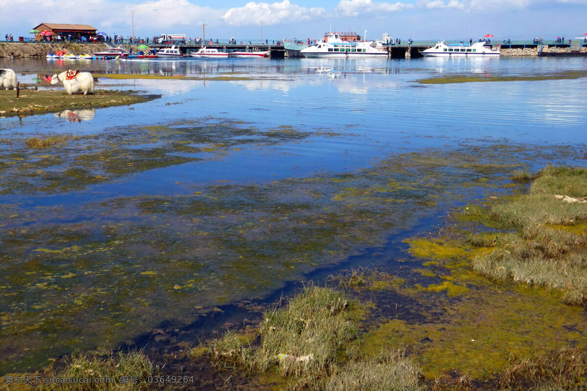 青海湖畔 湿地 水草 苔藓 碧水蓝天 牦牛 游轮 青海湖 自然风景 旅游摄影