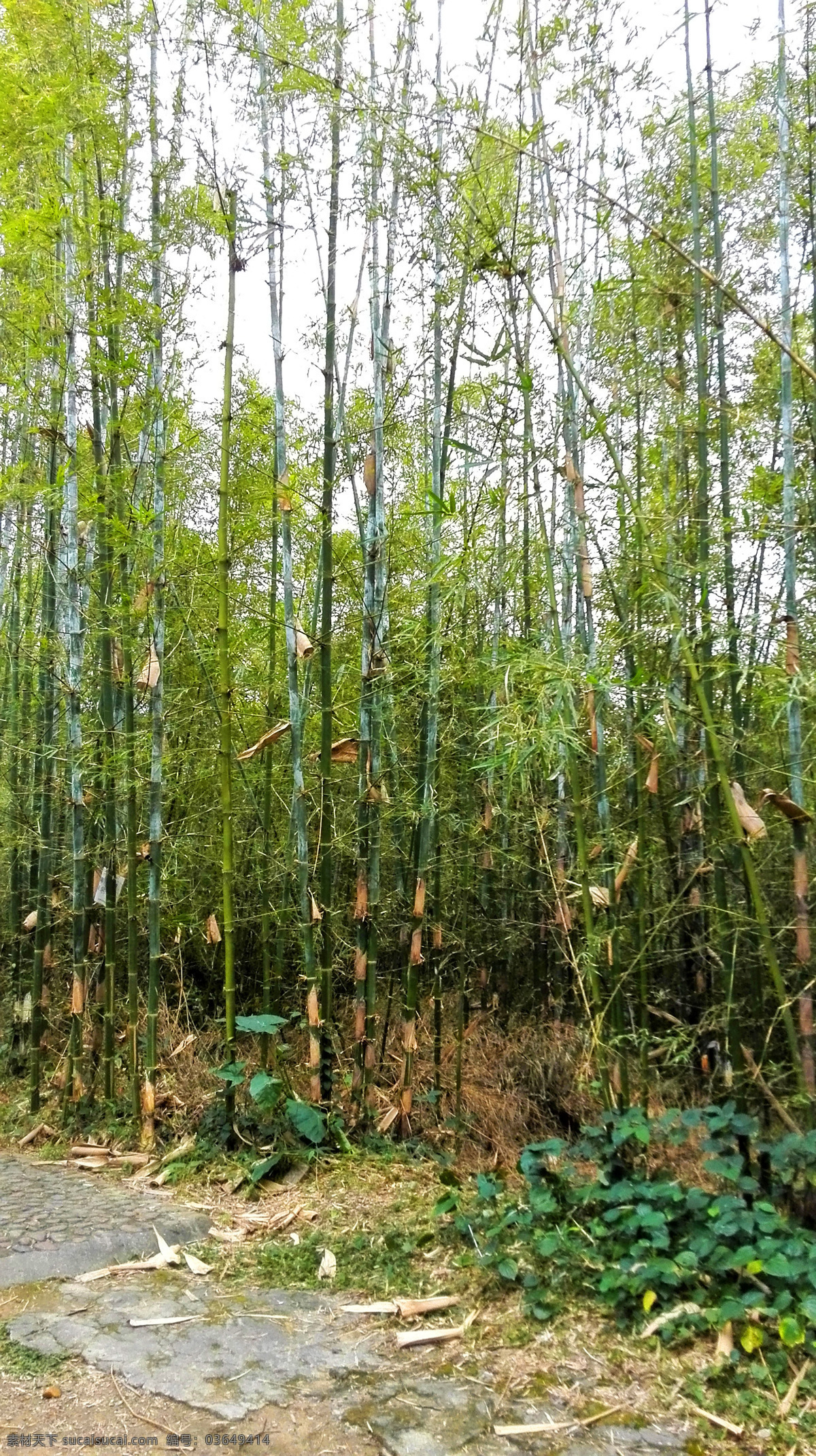 竹林 竹子 青竹 青翠的竹林 竹林图片 竹林景观 竹林素材 绿色竹林 生物世界 树木树叶 花卉 植物 系列