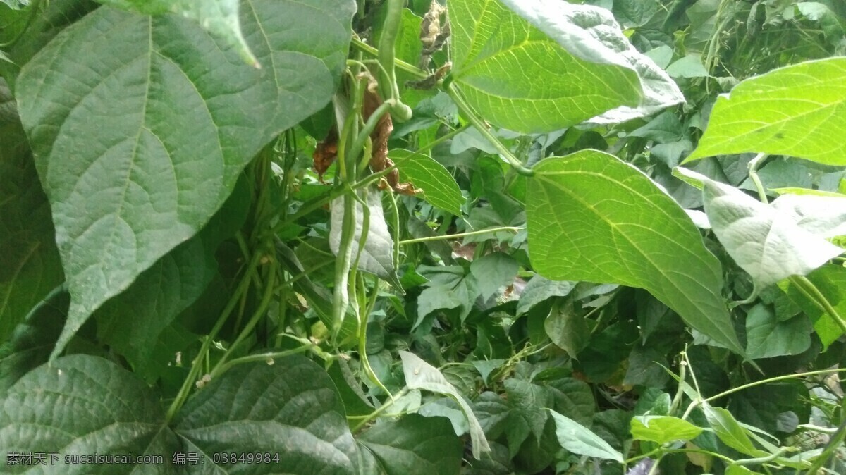 架豆 豆角 蔬菜 有机 绿色 无公害 有机蔬菜 健康 安全 营养 美味 食材 植物 生物世界