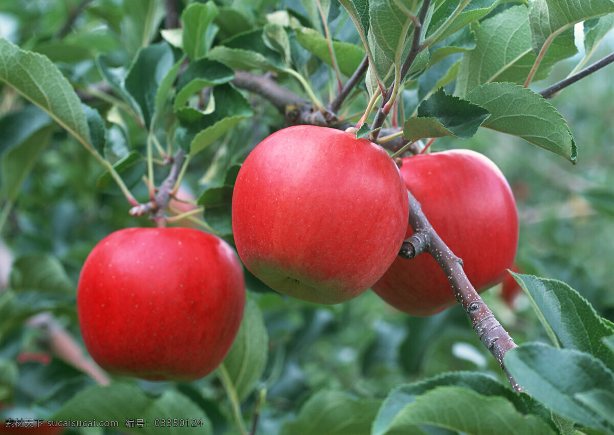 苹果 特写 苹果树 树叶 水果 果子 生物世界 摄影图片 水果图片 水果素材 绿色 健康水果 新鲜水果 苹果图片 餐饮美食