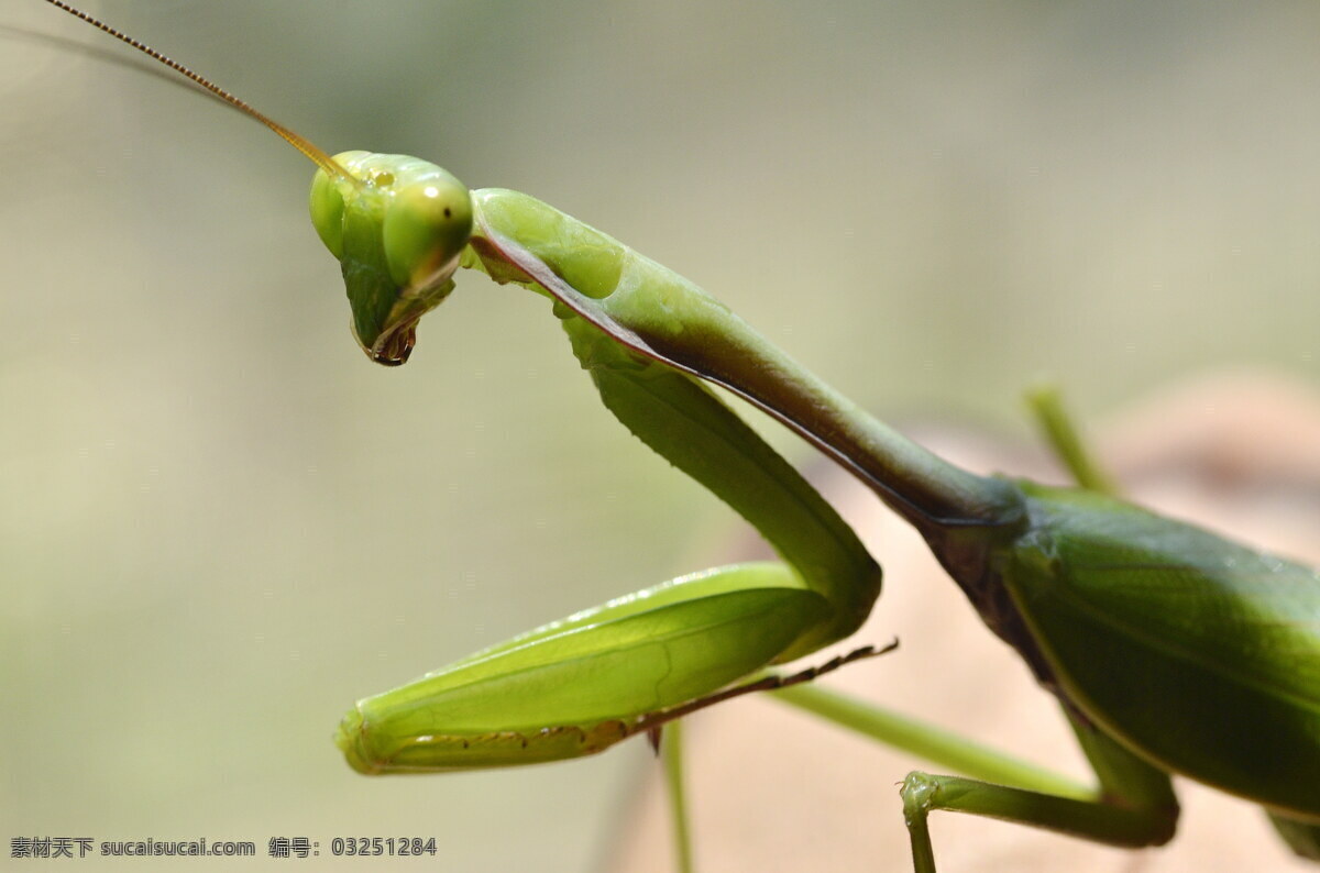 绿色 螳螂 小蝗虫 绿色蝗虫 小昆虫 害虫 节肢动物