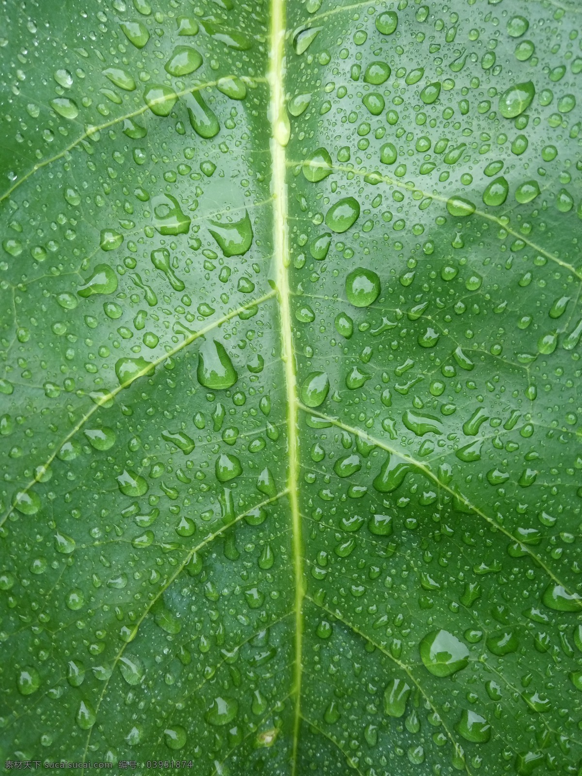 雨后绿叶 水珠 绿叶 叶脉 露珠 雨后 生物世界 树木树叶