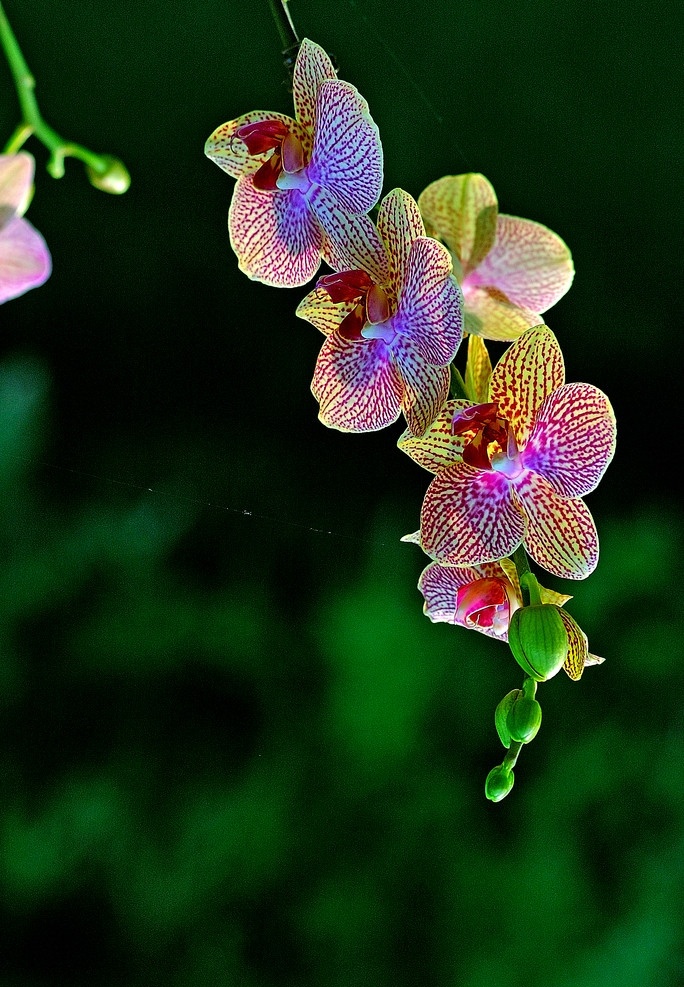 热带兰花 鲜花 兰花 植物 精美壁纸 花蕾 绿叶 花卉摄影 花蕊 花草 生物世界