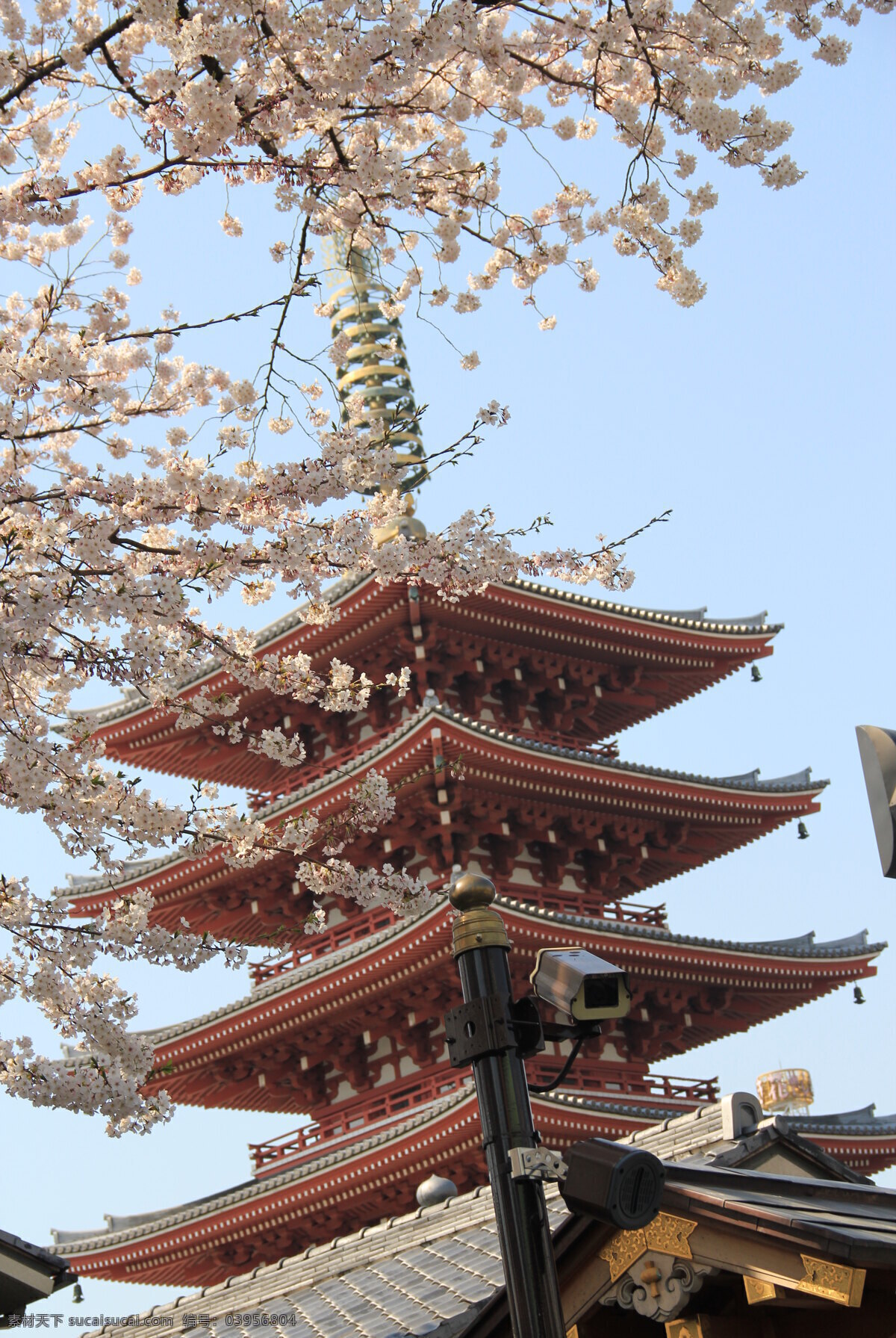 日本风景 日本 樱花 古建筑 美景 蓝天 国外旅游 旅游摄影
