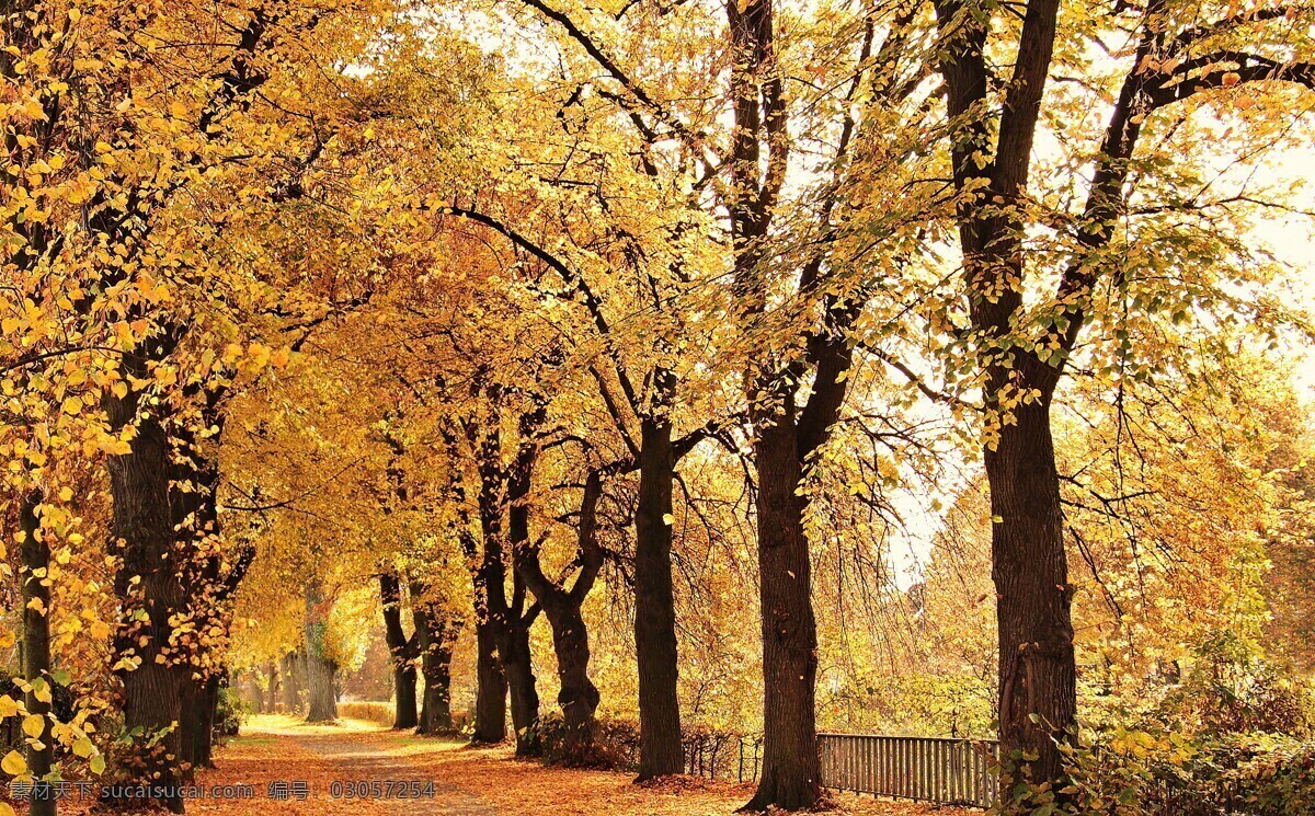 秋天的树林 树林 森林 山林 林场 秋意 秋景 林木 树木 生物世界 树木树叶
