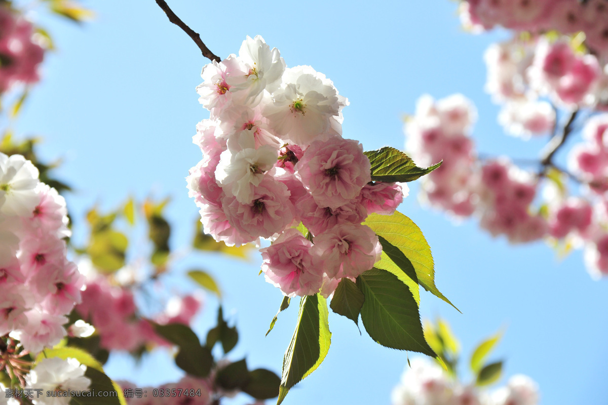 白花 春光 春天 红花 花草 花团 花枝 蓝天 樱花 日本樱花 关山樱 晚樱 绿叶 生物世界