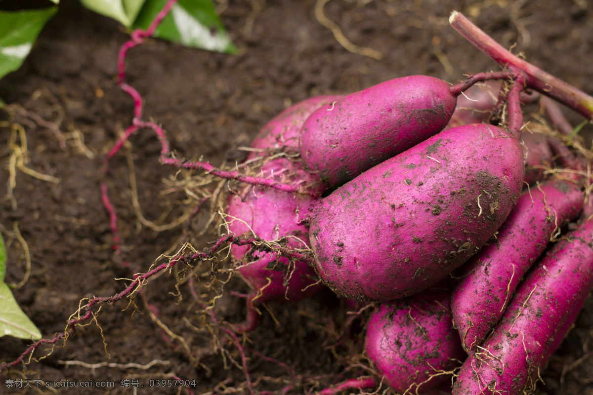 红薯 农业 土壤 农作物 高清 生物世界 蔬菜