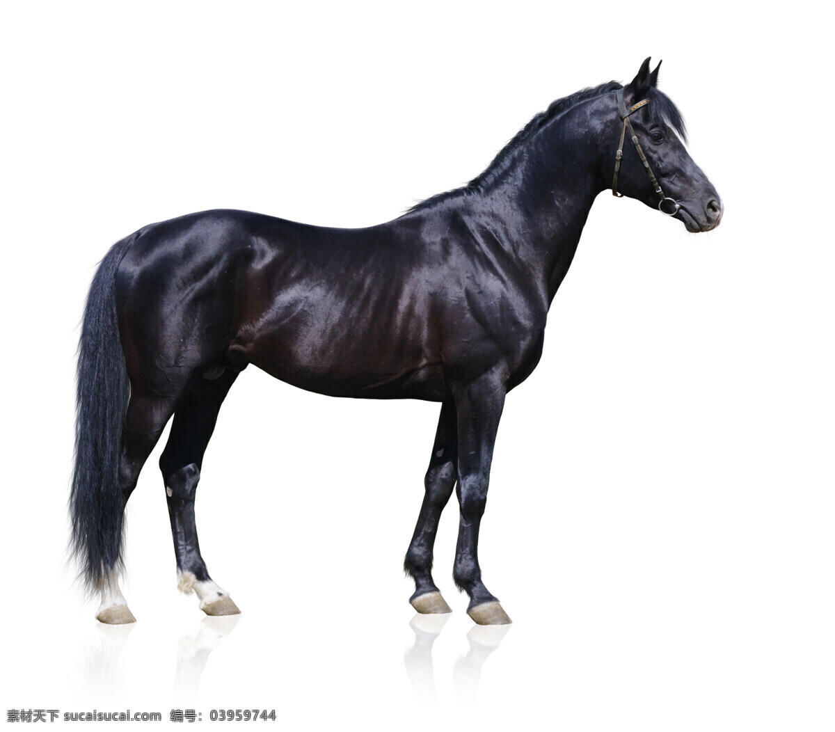 匹 黑马 一匹 动物 黑色 陆地动物 生物世界