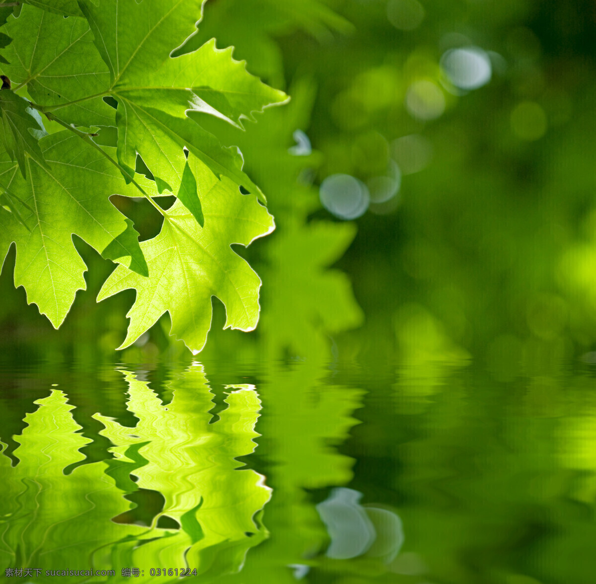 绿色 枫叶 倒影 绿色枫叶 绿叶 叶子 叶脉 叶茎 植物 鲜花树木 花草树木 生物世界