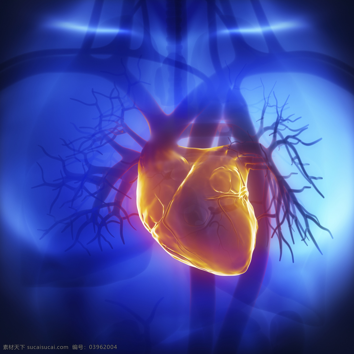 心脏 血管 器官 男性器官 心脏器官 血管器官 人体器官 医疗科学 医学 人体器官图 人物图片