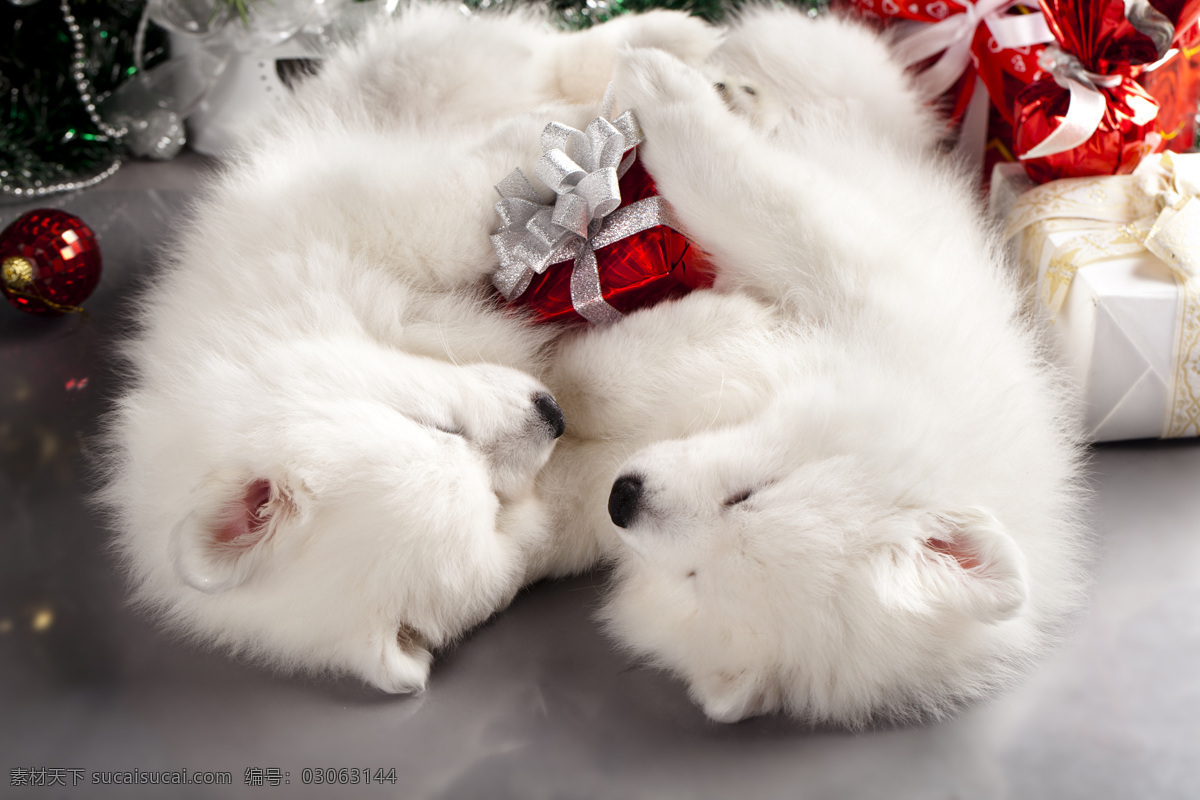 抱 礼物 盒 两 只 小狗 抱着 礼物盒 圣诞动物 动物 圣诞节 陆地动物 生物世界 白色
