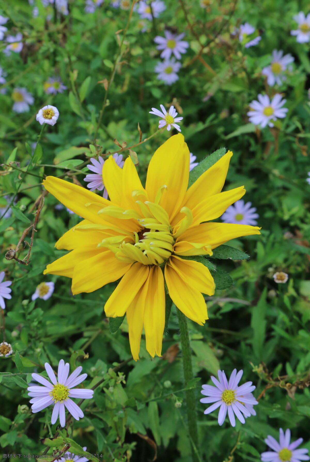 金光菊图片 金光菊 花朵 园林花草 黑眼菊 菊科花卉 花卉 花儿 花瓣 花心 花草 植物 园林风景 园林绿化 绿化景观 菊菊花 生物世界