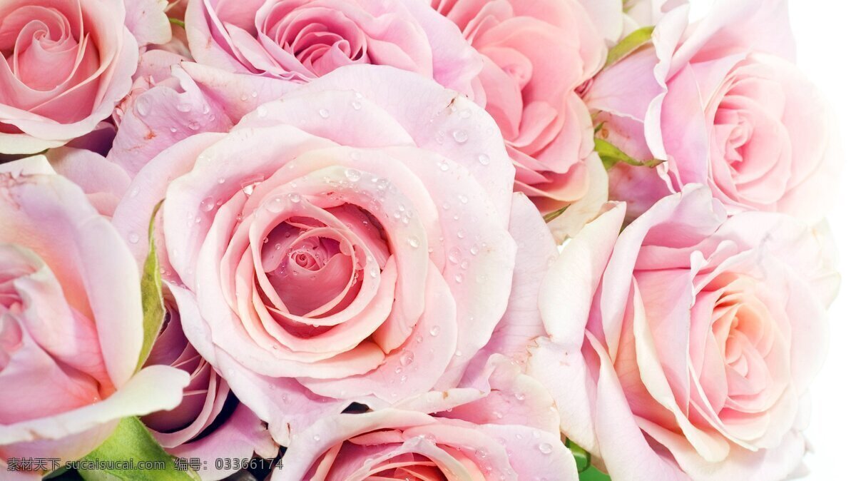 粉色 玫瑰花 高清 花卉 花朵 花 玫瑰