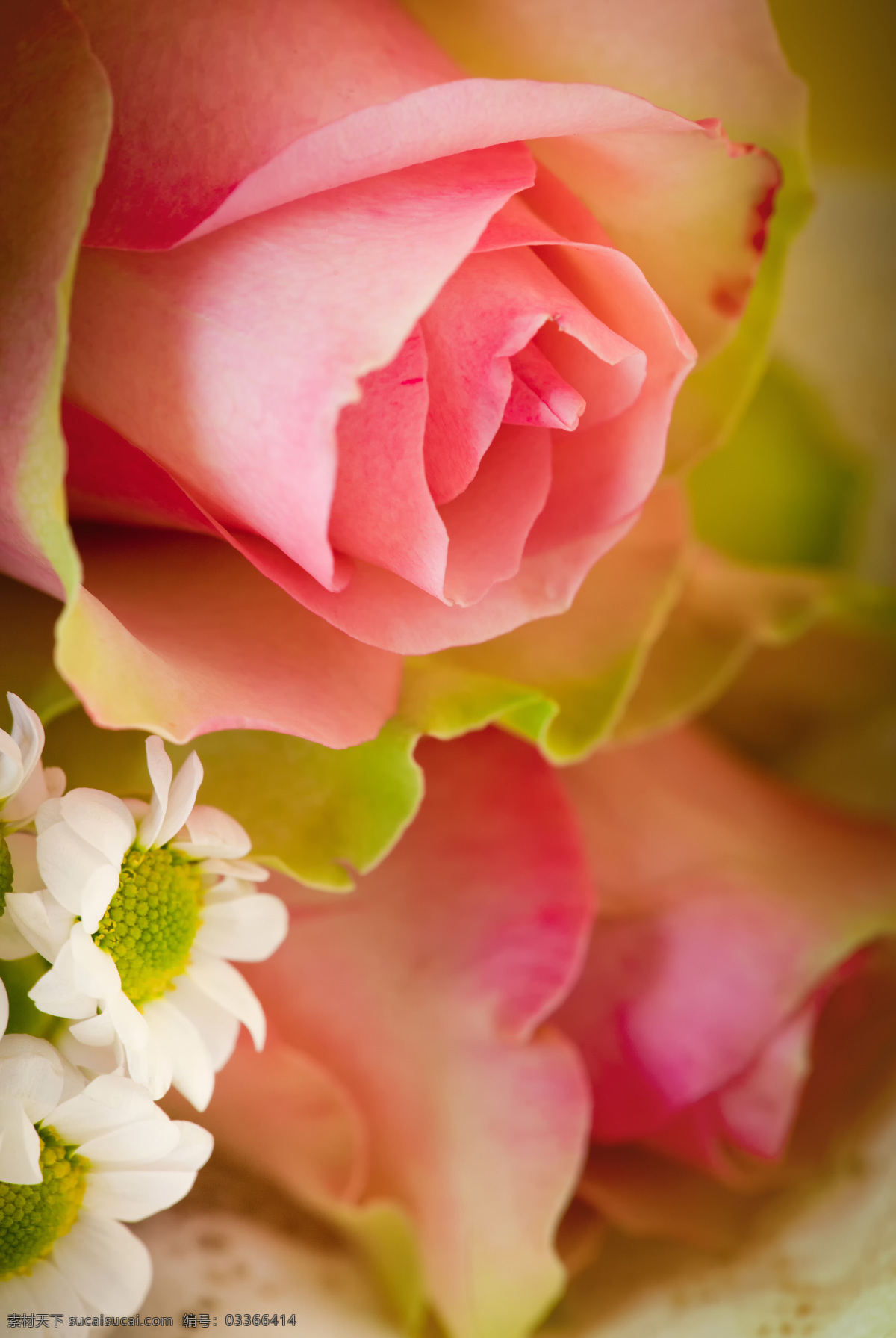 玫瑰 花束 玫瑰花束 粉红玫瑰花 美丽鲜花 鲜花背景 花朵 花卉植物 花草树木 生物世界