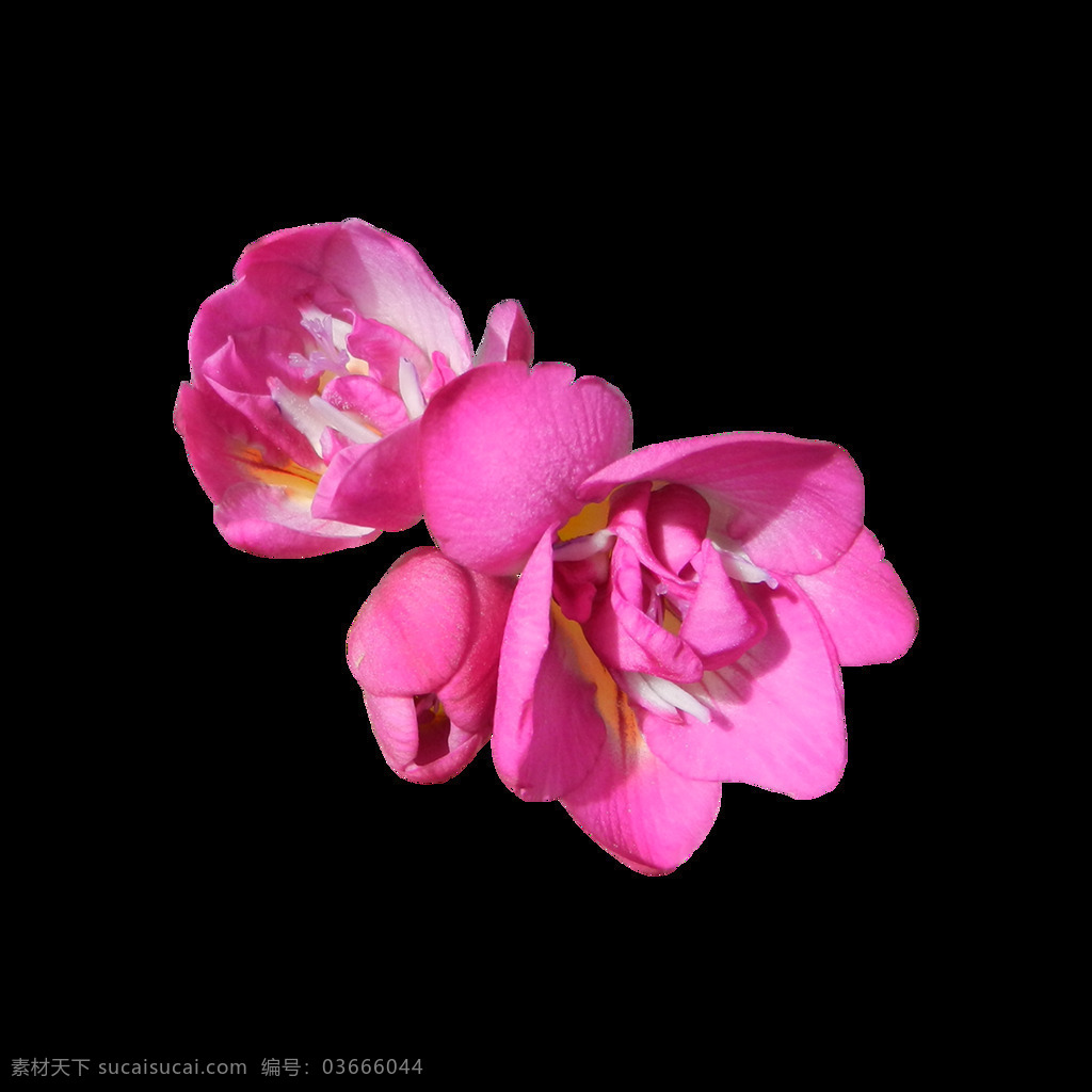 清新 粉色 花朵 元素 逼真 春季