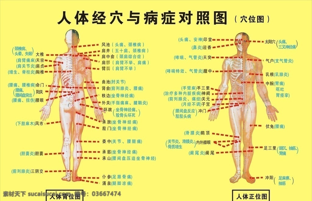 人体穴位图 人体 穴位 人体经穴图 男体穴位图 女体穴位图 医疗保健 生活百科 矢量