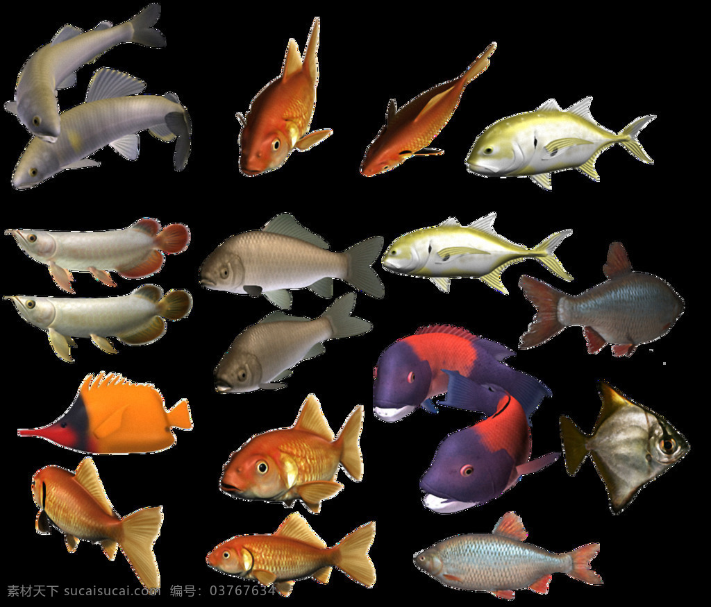 各种 颜色 观赏鱼 免 抠 透明 热带鱼 热带鱼图片 小型热带鱼 中型热带鱼 小热带鱼