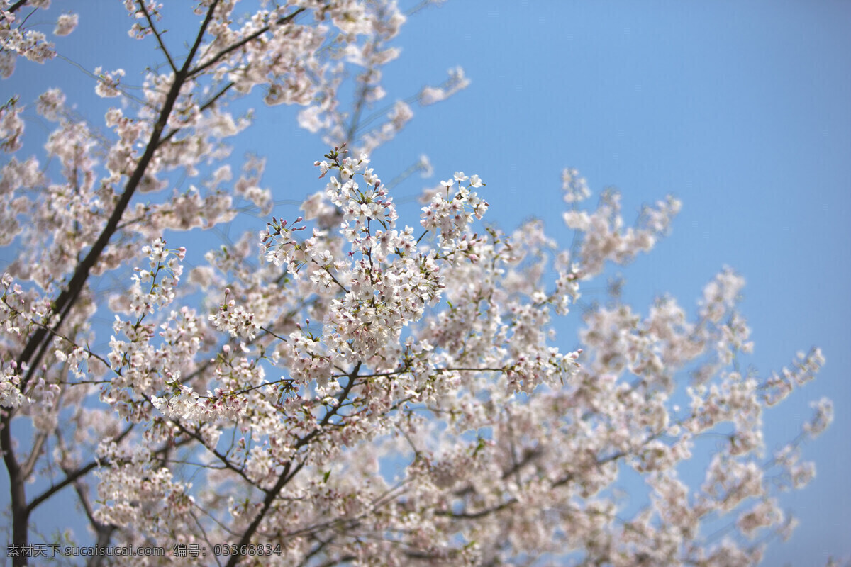 蓝天 下 樱花树 花枝 横构图 自然 植物 仅植物 日光 户外 清新 白昼 风景 缤纷花语 浪漫 热烈 纯洁 高尚 樱花 白色的小花 多株 日本国花 生命 多枝花枝图片 高清图片 花草树木 生物世界